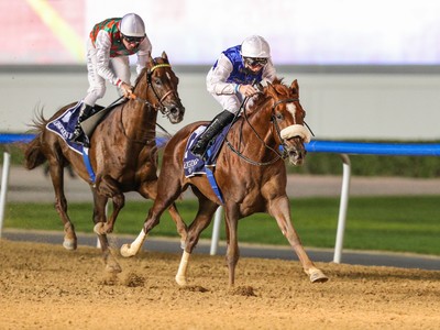 Amazing Racenight For Arabians In Al Ain Image 1